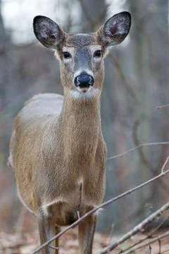 Beautiful postcard with the deer Stock Photos