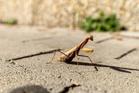 A beautiful praying mantis that basks in the sun and pretends to be invisible Stock Photos