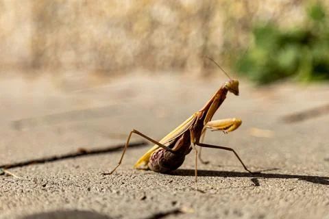 A beautiful praying mantis that basks in the sun and pretends to be invisible Stock Photos