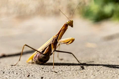 A beautiful praying mantis that basks in the sun and pretends to be invisible Stock Photos