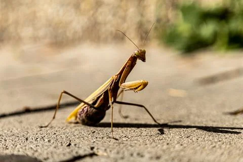 A beautiful praying mantis that basks in the sun and pretends to be invisible Stock Photos