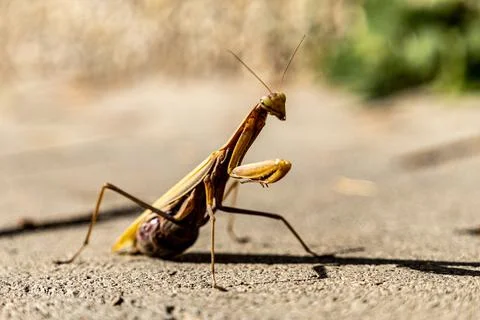A beautiful praying mantis that basks in the sun and pretends to be invisible Stock Photos