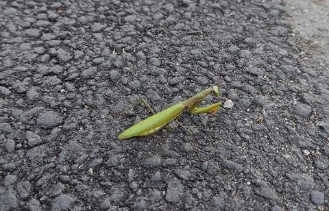 Beautiful Praying mantis Stock Photos