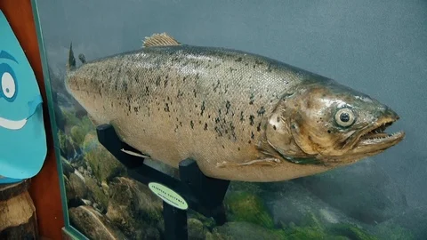 Beautiful Preparation Model River Fish, Trout Vídeo Stock 94904984