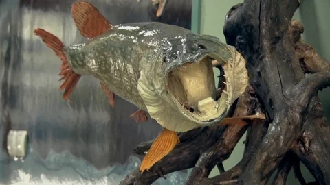 Beautiful Preparation Model River Fish Vídeo Stock 95577727