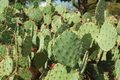 Beautiful prickly pear cacti growing outdoors on sunny day Stock Photos