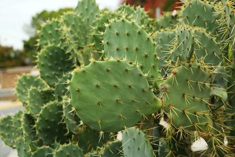 Beautiful prickly pear cactus growing outdoors, closeup Stock Photos