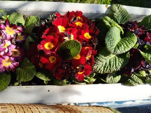 Beautiful Primrose Stock Photos