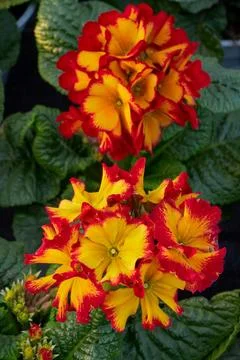 Beautiful Primula Polyantha Firecracker or Polyanthus flowers (Primula Polyantha Stock Photos