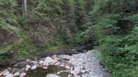 Beautiful pristine evergreen forest river, BC outdoors, fresh water, turquoise Stock Footage 258808169