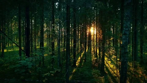 Beautiful pristine forest trees green moss glittering sunlight sunset deep woods Stock Footage 77588331
