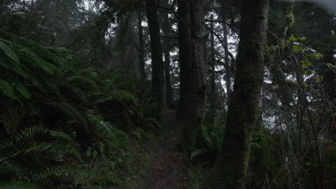 Beautiful, pristine natural environment with ancient, evergreen forest Stock Footage 232530372