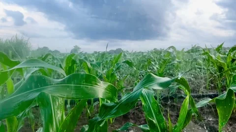Beautiful-process-of-watering-corn-plants-2024-06-12-08-23-05-utc Stock Footage 278576877