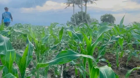 Beautiful-process-of-watering-corn-plants-2024-06-12-08-27-06-utc Stock Footage 278576887