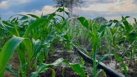 Beautiful-process-of-watering-corn-plants-2024-06-12-08-23-05-utc (1) Stock Footage 278576898