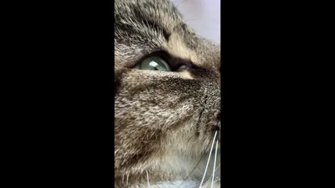 Beautiful profile of a tabby cat. Bright eyes. Stock Footage 281465823