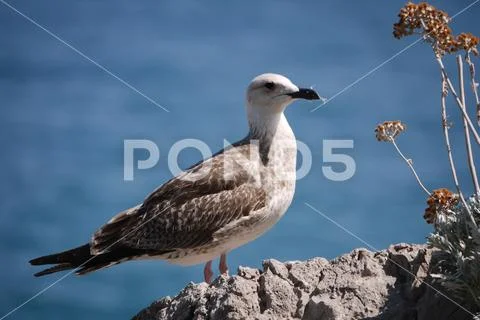 Beautiful proud bird stands on a stone near a bush with flowers against the b Stock Photos