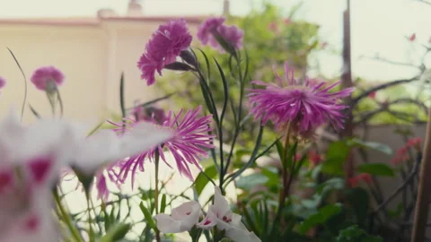 Beautiful Psephellus pulcherrimus Flowers Stock Footage 311102903
