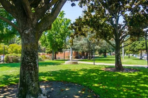 Beautiful public park with mature Magnolia trees in downtown Los Gatos, close Stock Photos