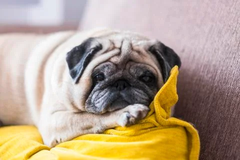 Beautiful pug looking at the camera lying down on the sofa sleeping isolated  Stock Photos