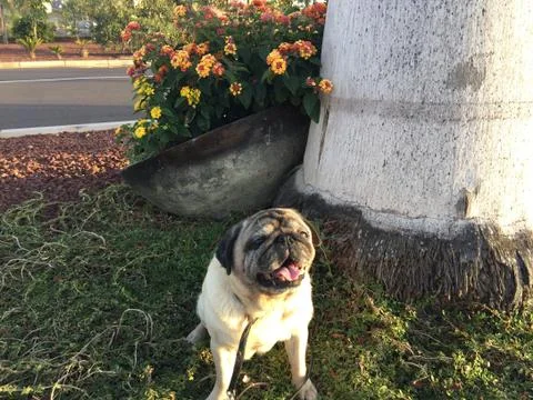 Beautiful Pug Stock Photos