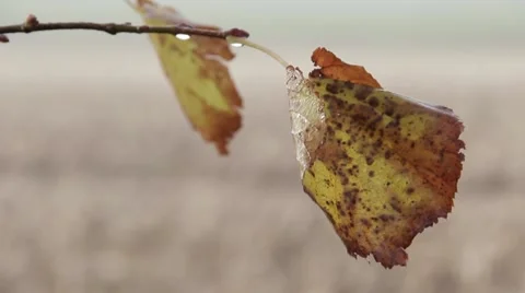 Beautiful Pull Focus Close up Leaf to Misty English Field 動画素材 40975266