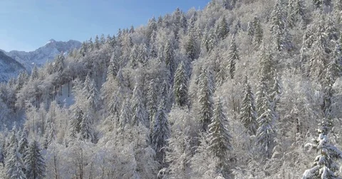 Beautiful Pulling Away Aerial Shot Of Pine Forest In Winter Stock Footage 70988636