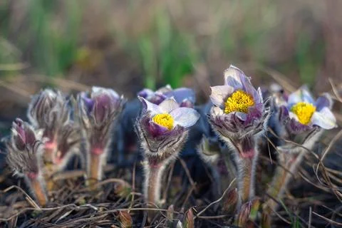 Beautiful Pulsatilla or pasque flower spring blossom Stock Photos