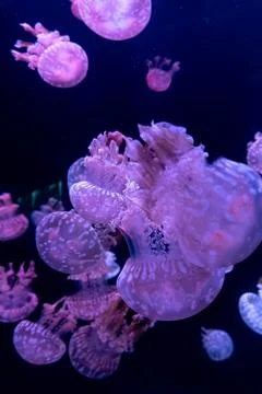 Beautiful pulsating jellyfish creating a mesmerizing underwater scene with .. Stock Photos