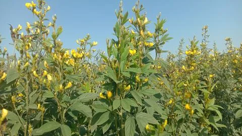 The beautiful pulse crop view Фото