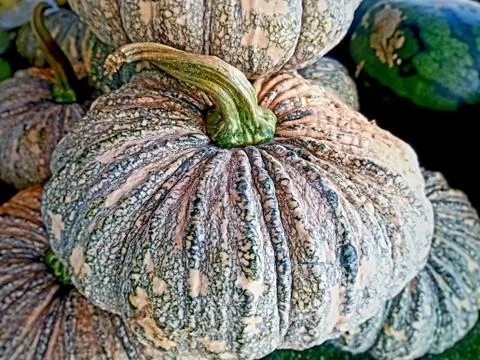 Beautiful pumpkin Stock Photos