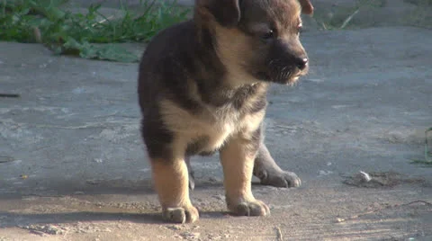 Beautiful puppie Stock Footage 22974560