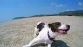 Beautiful Puppy Dog on the Beach. Slow Motion HD Footage