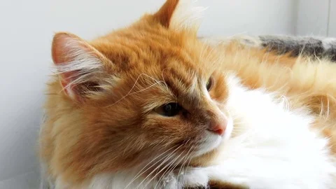 Beautiful purebred redhead cat Stock Footage 79852216