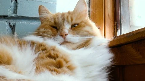 Beautiful purebred redhead cat Stock Footage 79852405