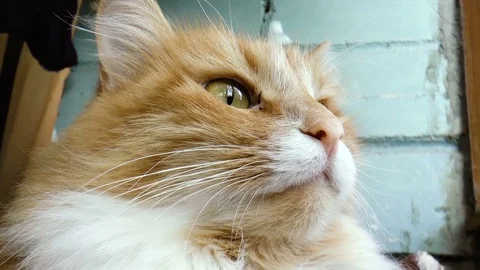 Beautiful purebred redhead cat Stock Footage 79852702