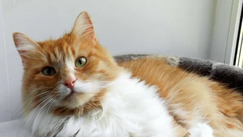Beautiful purebred redhead cat Stock Footage 80755003