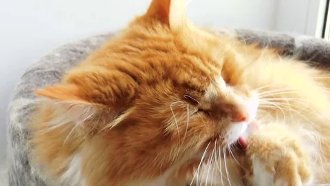 Beautiful purebred redhead cat Stock Footage 80755053