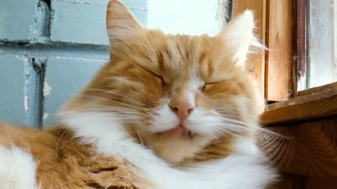 Beautiful purebred redhead cat Stock Footage 80755228