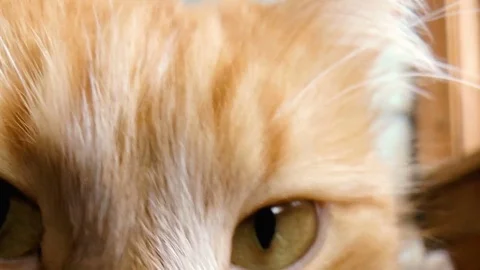 Beautiful purebred redhead cat Stock Footage 80755324