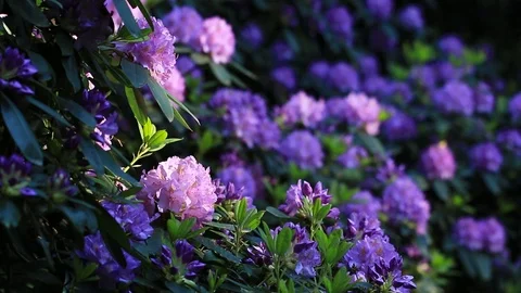 Beautiful, purple azaleas, rhododendrons calmly moving in the wind. Stock Footage