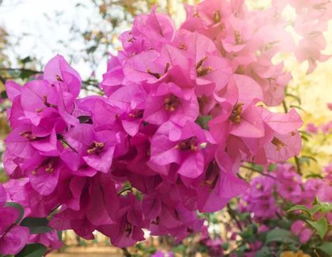 Beautiful purple bougainvillaea flowers bloom all over the branches in the ga Stock Photos