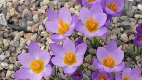 Beautiful purple crocuses close up Stock Footage 149397057