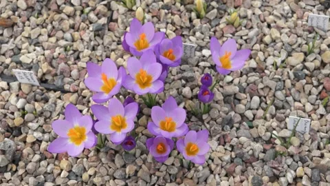 Beautiful purple crocuses close up Stock Footage 149397098