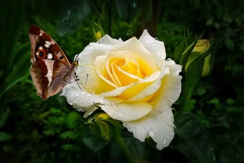 Beautiful purple emperor Stock Photos