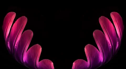 Beautiful purple feather pattern texture background , Purple macro feather, B Stock-Fotos