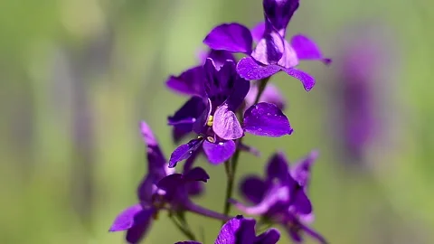 Beautiful purple flower close up Stock Footage 312672553