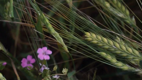Beautiful purple flower Stock Footage 129674443