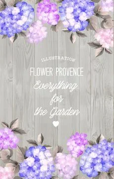 Beautiful purple flower of hydrangea Stock Illustration