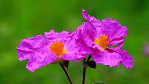 Beautiful purple flower, macro shot. cistus creticus Stock Footage